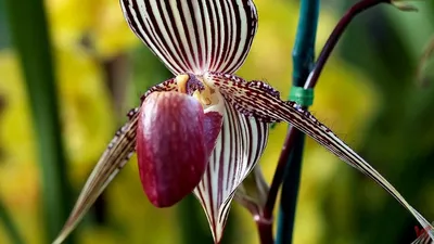 Самая дорогая Орхидея “Золото Кинабалу” за 5 тысяч долларов | Поделки для  дачи и дома | Дзен
