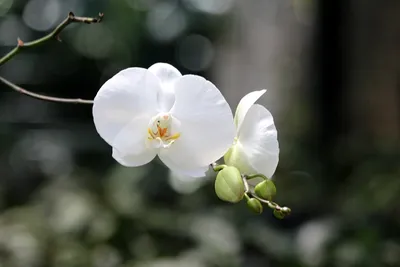 Орхидея золотая река - 55 фото