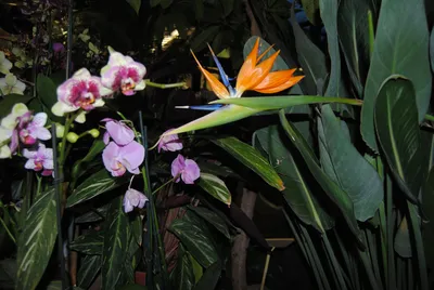 Пахиопедилум Ротшильдианум Широко Известный Как Золото Кинабалуской Орхидеи  — стоковые фотографии и другие картинки Орхидея - iStock