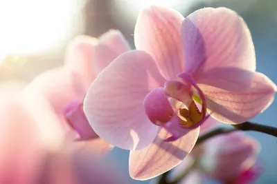 Самая дорогая Орхидея “Золото Кинабалу” за 5 тысяч долларов | Поделки для  дачи и дома | Дзен