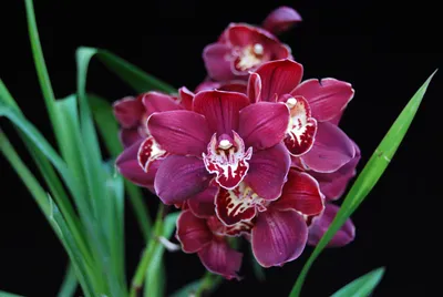 Самые прекрасные и дорогие цветы мира | Новости | Интернет-магазин орхидей  и декоративных цветов в Москве. У нас вы можете купить орхидеи с доставкой.