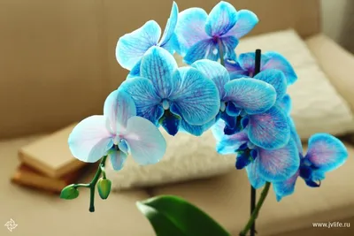 Орхидеи или тропическая зима - Дианы Лабановской