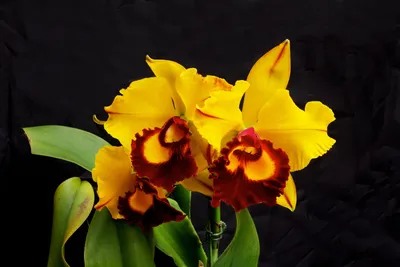 Катасетум Орхидея - 71 фото