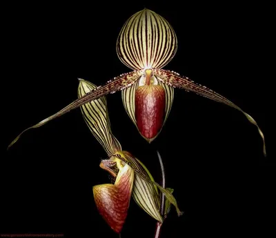ДЕКОРАТОР. РОСТОВЫЕ ЦВЕТЫ. ОБУЧЕНИЕ. БРЯНСК on Instagram: \"💰💰💰 Орхидея  Золото Кинабалу — самый дорогой цветок в мире. ⠀ 🌄 Золотая орхидея растет  на склонах горы Кинабалу на территории одноименного национального парка в