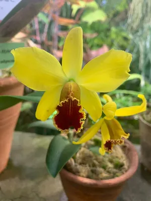 Удивительные факты об орхидеях | РУССКИЙ БУКЕТ