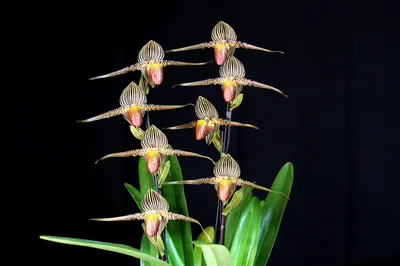 Это орхидея Золото Кинабалу, которая... - Растения для дома | Facebook