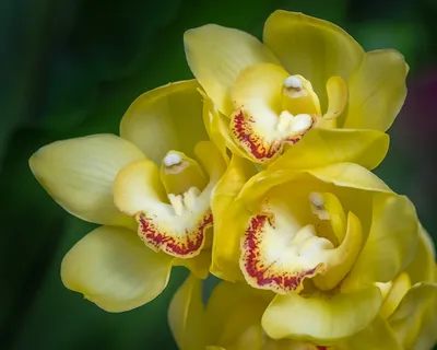 Воскресный антидепрессант Любиной: Орхидейный — Tribuna.ee