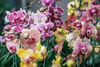 Топ-3 необычные сорта орхидей, которые можно увидеть или в домах богачей  или у настоящих коллекционеров | Веб-студия \"Селенит\" | Дзен