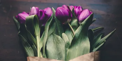 Весна пришла: ежовая орхидея расцвела в «Аптекарском огороде» |  OK-magazine.ru