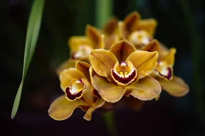 Орхидея «Золото Кинабалу» (Gold of Kinabalu Orchid) - YouTube