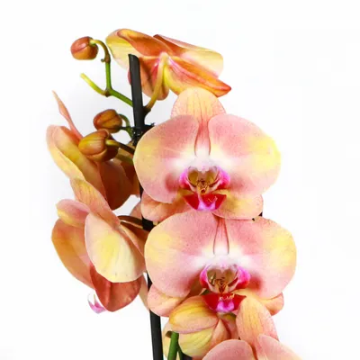 Орхидея Фаленопсис \"Золотое яблоко\" 2 ст купить в Москве
