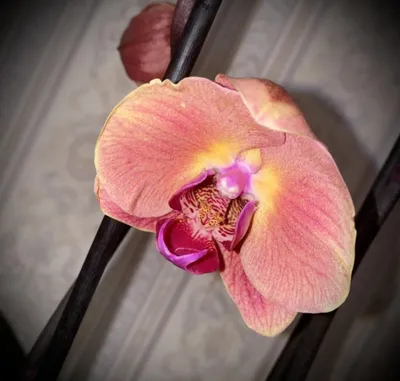 Орхидея Золотое Яблоко 🍎 – купить в Москве, цена 1 600 руб., продано 12  февраля 2021 – Растения и семена