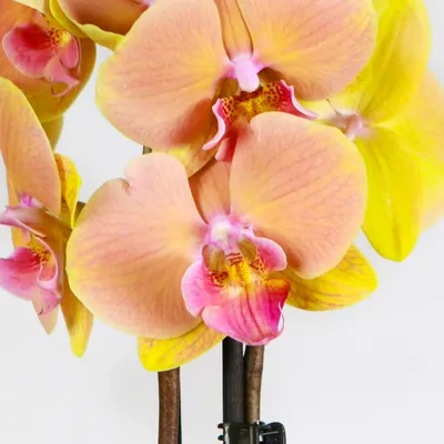 Орхидея Фаленопсис Биг Лип купить