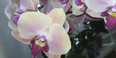 Золотые ОРХИДЕИ🌟— ВИДЫ, интересные Особенности | Всё об Орхидеях