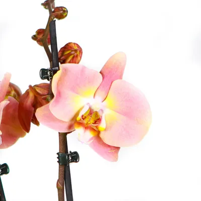 Орхидея Фаленопсис купить