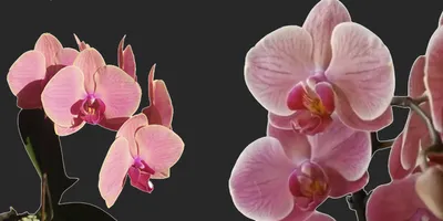 Сравнение фаленопсисов Нарбонне и Золотое Яблоко | Всё об Орхидеях