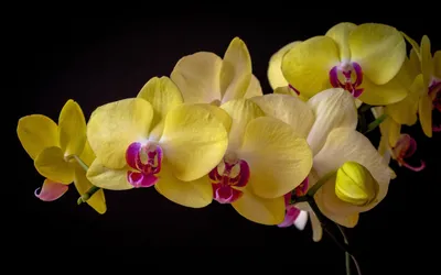 Орхидея золотое яблоко - 59 фото