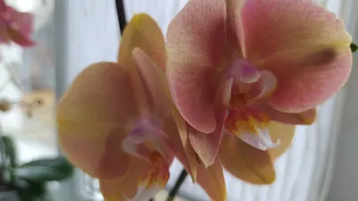 Цветение орхидей в ноябре 2022г🌺🌺🌺 - YouTube