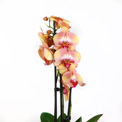 Орхидея Фаленопсис \"Золотое яблоко\" 2 ст купить