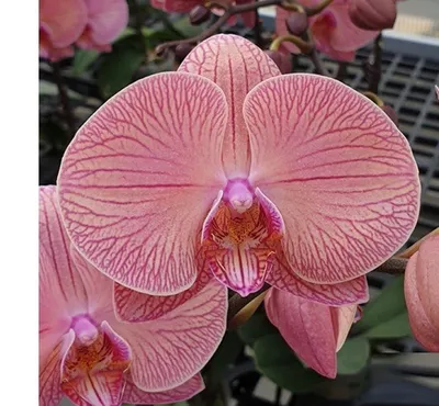 Страница 4. Раздел орхидеи, Группа - цветущие ROZETKA | Купить орхидеи в  Киеве, Одессе, Днепре: цена, отзывы