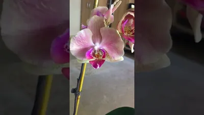 Орхидея фаленопсис Perfekt Peach. Цветение на 18 февраля 2022 года - YouTube