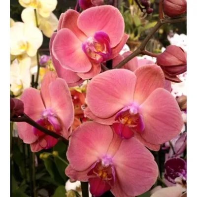 Купить орхидею Фаленопсис Золотое Яблоко (OX Golden Apple) с доставкой по  Украине.