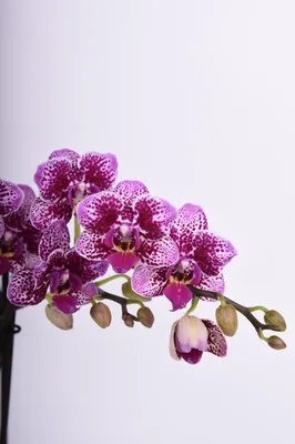 Жидкое мыло Dream Nature Орхидея - отзывы 0 покупателей - «Золотое яблоко»