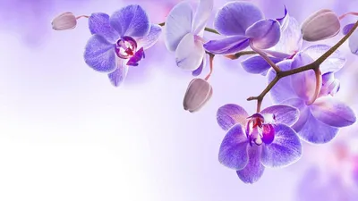 Орхидея Фаленопсис - купить в mandarin-shop.ru