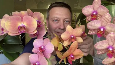 ОРХИДЕИ обзор цветения сортовых орхидей Золотое Яблоко, Золотая Рыбка,  Песнь Прибоя, Калейдоскоп - YouTube