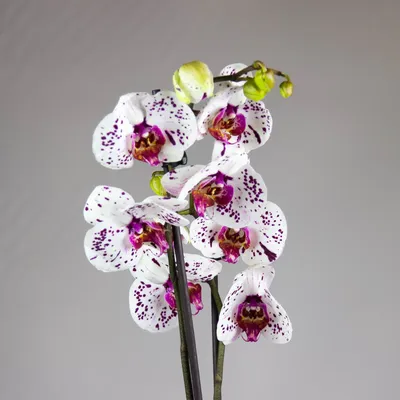 Орхидеи Без бренда Фаленопсис купить на ROZETKA: цена, отзывы