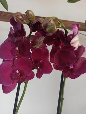 Орхидеи с распродажи - YouTube