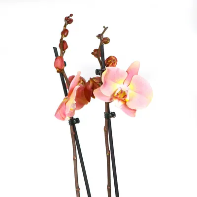 Страница 4. Раздел орхидеи, Тип - фаленопсис ROZETKA | Купить орхидеи в  Киеве, Одессе, Днепре: цена, отзывы