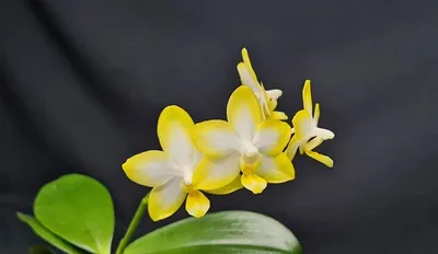 Новая салатовая орхидея :-) - YouTube