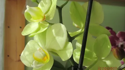152) Орхидейки ♥️ Уход за Вандами по просьбе подписчиков - YouTube | Орхидеи,  Цветочный, Подписчики