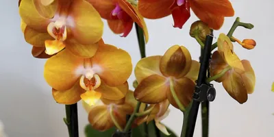 Сортовые орхидеи купить