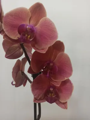 Живая Орхидея Фаленопсис Золотое яблоко (phalaenopsis) Golden Apple – фото,  отзывы, характеристики в интернет-магазине ROZETKA от продавца: Hi-Home |  Купить в Украине: Киеве, Харькове, Днепре, Одессе, Запорожье, Львове