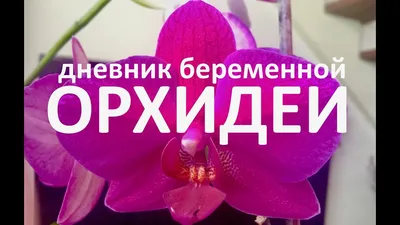 Завоз сортовых орхидей в Интерфлору 1 октября 2019 г. Утопия, Шампань, Биг  липы... - YouTube