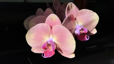 ОРХИДЕЯ фаленопсис Золотое Яблоко \"ПЕРСИК\" Phalaenopsis Golden Apple  \"Peach\" - YouTube