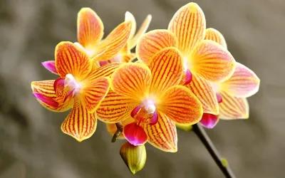 Орхидея Ванда купить в магазине цветов Мандарин