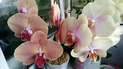 Орхидеи Без бренда купить на ROZETKA: цена, отзывы