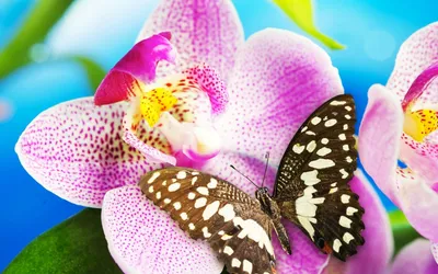 Сорта Орхидей Фаленопсис на букву А