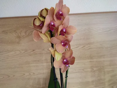 Tom Ford Духи Black Orchid Parfum 50 мл — купить в Москве