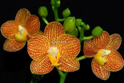 Фаленопсис Литл Зорро (Phalaenopsis Little Zorro) — купить в  интернет-магазине Ангелок