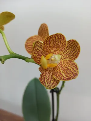 Орхидеи Фаленопсис - Orha_ua продажа, уход, полезные советы - Шикарная,  долгоцветущая мультифлора Little zorro (Indian summer), 2 ветки - 365 грн |  Facebook