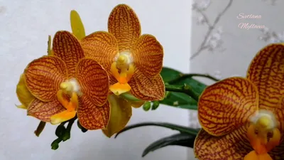 Купить орхидею Фаленопсис Литл Зорро (Little Zorro) с доставкой по Украине.