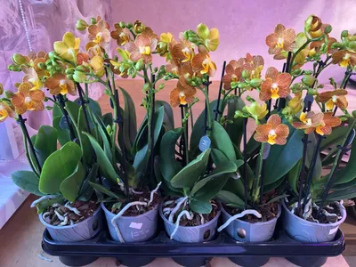 Цветущая Орхидея Фаленопсис миди Литл Зорро (phalaenopsis) Little Zorro  оранжевая – фото, отзывы, характеристики в интернет-магазине ROZETKA от  продавца: Hi-Home | Купить в Украине: Киеве, Харькове, Днепре, Одессе,  Запорожье, Львове