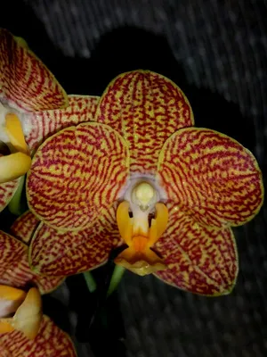 Phalaenopsis Little Zorro - YouTube