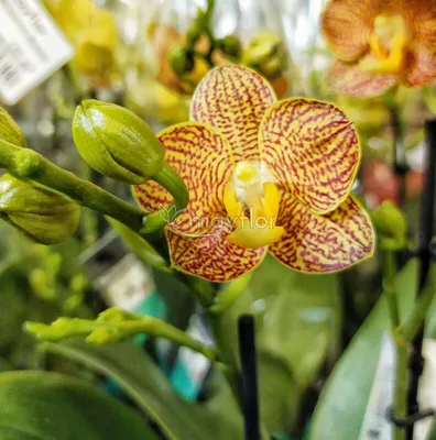 Орхидея Фаленопсис Little Zorrо: 7 000 тг. - Комнатные растения Семей на Olx