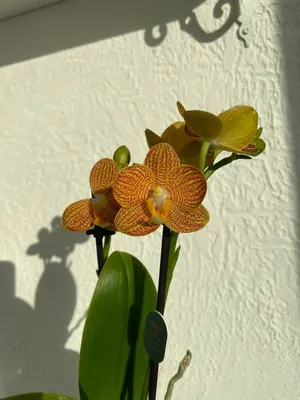 Phalaenopsis Little Zorro - YouTube