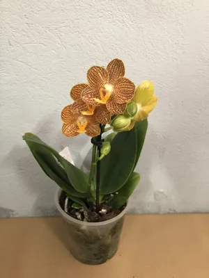 Фаленопсисы - Самые Красивые Орхидеи